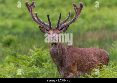 Un cervo maschio fotografato a Londra il Richmond Park. Le feste di addio al celibato è a colori e guardando dritto verso il basso la lente. Foto Stock