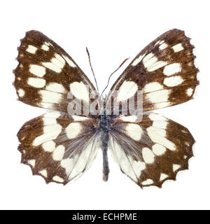 Butterfly isolato su bianco Foto Stock