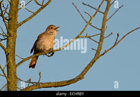 Nightingale, Luscinia megarhynchos nella canzone. Molla. Regno Unito Foto Stock