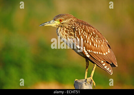 Nero-incoronato Night-Heron (Nycticorax nycticorax), Giovane uccello Foto Stock