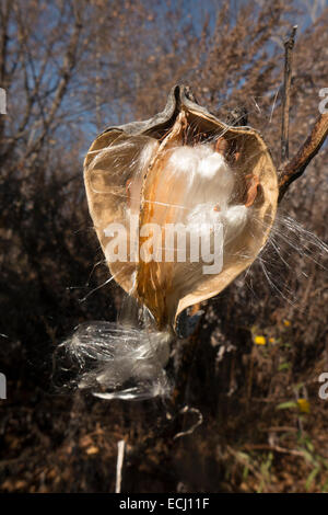 Aprire milkweed pod. Foto Stock