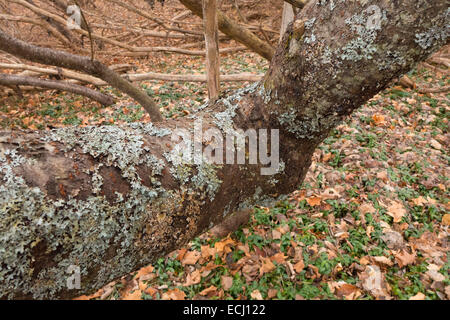 Albero morto coperta con il lichen. Foto Stock