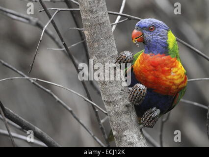 Rainbow lorikeet, trichoglossus haematodus, singolo adulto mangiare da baccelli di semi aperta dal fuoco Foto Stock