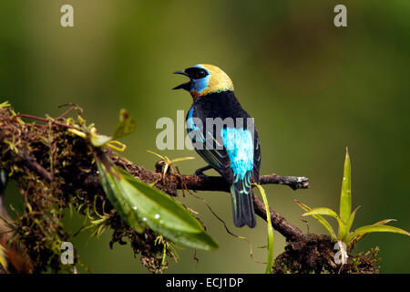 Golden-incappucciati Tanager - La Laguna del Lagarto Lodge - Boca Tapada, San Carlos Costa Rica Foto Stock