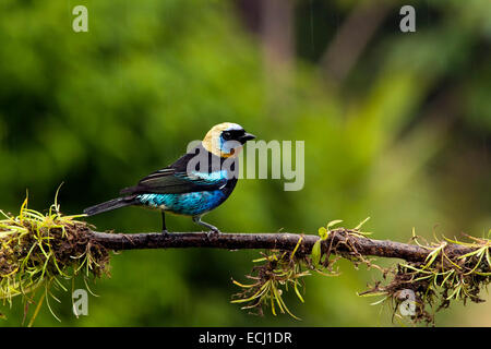 Golden-incappucciati Tanager - La Laguna del Lagarto Lodge - Boca Tapada, San Carlos Costa Rica Foto Stock