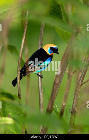 Golden-incappucciati Tanager - La Laguna del Lagarto Lodge - Boca Tapada, San Carlos Costa Rica Foto Stock