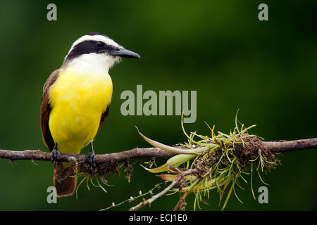 Grande Kiskadee - La Laguna del Lagarto Lodge - Boca Tapada, San Carlos Costa Rica Foto Stock