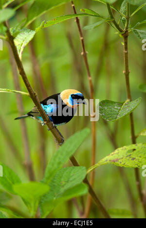 Golden-incappucciati Tanager - La Laguna del Lagarto Lodge - Boca Tapada, San Carlos Costa Rica Foto Stock