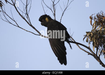 Giallo-tailed black cockatoo, calyptorhynchus funereus maschio singolo appollaiato Foto Stock