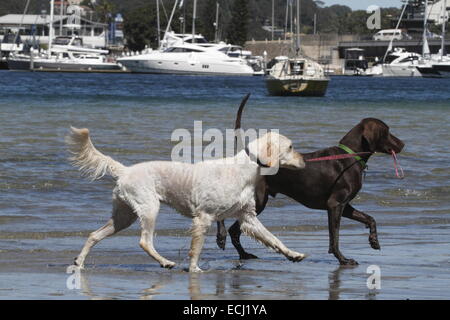 Il golden retriever essendo guidato attraverso l'acqua da un tedesco a pelo corto puntatore Foto Stock