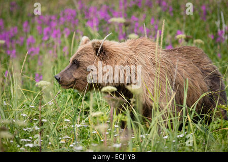 Femmina di orso bruno pone nelle alte erbe e colorata fireweed presso il Parco Nazionale del Lago Clark Foto Stock