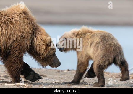 Femmina di orso bruno e il suo cucciolo interagisce sulla spiaggia presso il Parco Nazionale del Lago Clark Foto Stock