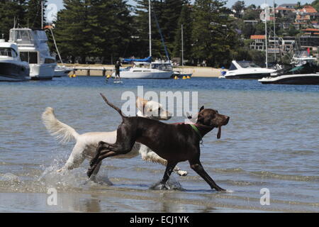 Il golden retriever essendo guidato attraverso l'acqua da un tedesco a pelo corto puntatore Foto Stock