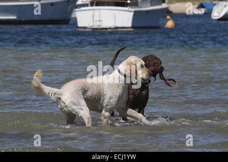 Il golden retriever essendo guidato attraverso l'acqua da un tedesco a pelo corto puntatore Foto Stock