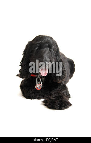 English cocker spaniel contro uno sfondo bianco preparato per cut-out. Foto Stock