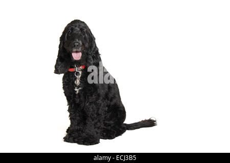 English cocker spaniel contro uno sfondo bianco preparato per cut-out. Foto Stock