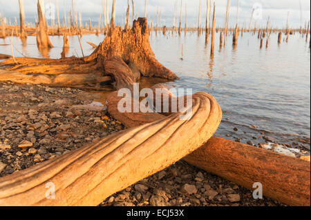 Tronchi e radici come ultimi resti della foresta pluviale sommersa nel lago Brokopondo, Suriname Foto Stock