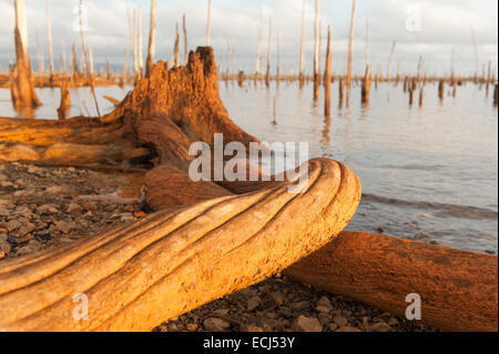 Tronchi e radici come ultimi resti della foresta pluviale sommersa nel lago Brokopondo, Suriname Foto Stock