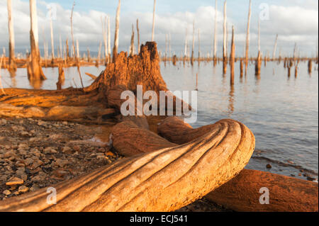 Tronchi e radici come ultimi resti della foresta pluviale sommersa nel lago Brokopondo, Suriname Foto Stock