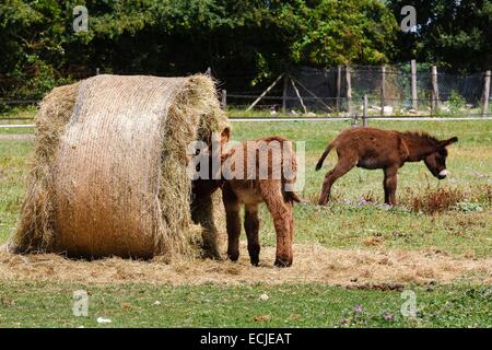 Francia, Deux Sèvres, Saint Georges de Rex, due baby asini Foto Stock