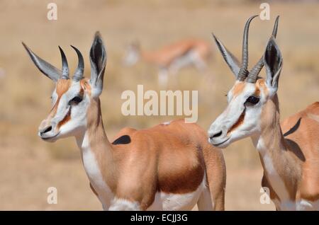 Springboks (Antidorcas marsupialis), adulti e giovani, Kgalagadi Parco transfrontaliero, Northern Cape, Sud Africa e Africa Foto Stock