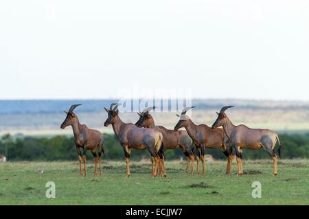 Kenya, Masai-Mara Game Reserve, topi (Damaliscus korrigum), un gruppo guardando un predatore Foto Stock