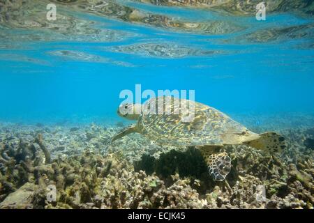 Francia, isola di Reunion (dipartimento francese d' oltremare), costa Ovest, Saint Gilles les Bains (città di San Paolo), Coral reef di laguna Ermitage, tartaruga verde (Chelonia Mydas) (vista subacquea) Foto Stock