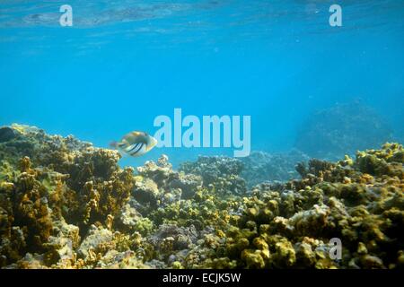 Francia, isola di Reunion (dipartimento francese d' oltremare), costa Ovest, Saint Gilles les Bains (città di San Paolo), Coral reef del Ermitage e La Saline les Bains laguna, Picasso o laguna pesci balestra (Rhinecanthus aculeatus) (vista subacquea) Foto Stock