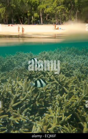 Francia, isola di Reunion (dipartimento francese d' oltremare), costa Ovest, Saint Gilles les Bains (città di San Paolo), Coral reef del Ermitage e La Saline les Bains laguna, humbug castagnole (Dascyllus aruanus) (vista subacquea) Foto Stock