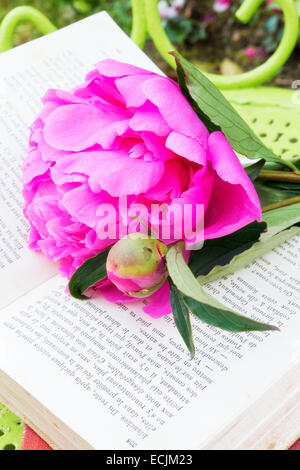 Romantico peonie rosa con un vecchio libro in giardino Foto Stock