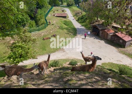 Francia, Nord, Maubeuge, Maubeuge zoo, llama penna Foto Stock