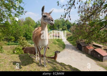 Francia, Nord, Maubeuge, Maubeuge zoo, llama penna Foto Stock