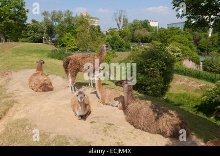 Francia, Nord, Maubeuge, Maubeuge zoo, llama penna Foto Stock