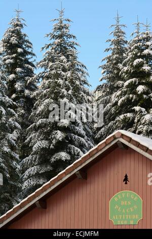 Francia, Vosges, Massif du Grand Ventron, foresta, Rifugio des Places, abeti Foto Stock