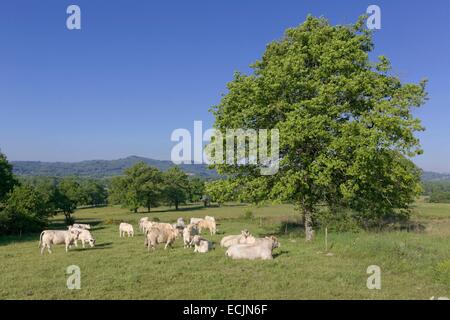 Francia, Creuse, bovini e alberi vicino Anzeme Foto Stock