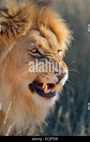 Lion (Panthera leo), maschio adulto ruggito, Kgalagadi Parco transfrontaliero, Northern Cape, Sud Africa e Africa Foto Stock