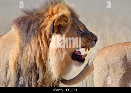Lion (Panthera leo), rumoreggianti e seguendo la coda di una leonessa, Kgalagadi Parco transfrontaliero, Northern Cape, Sud Africa Foto Stock