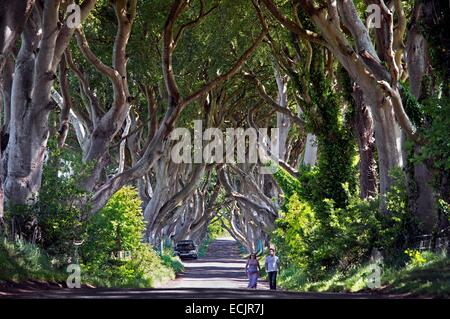 Regno Unito e Irlanda del Nord, nella contea di Antrim, Ballymoney, le siepi scuro un suggestivo viale di arcuata di faggi vicino Armoy, nel mondo di Westeros, questo moody sentiero diventa il perfido King's Road, dove Arya travestito come un ragazzo per evitare Foto Stock