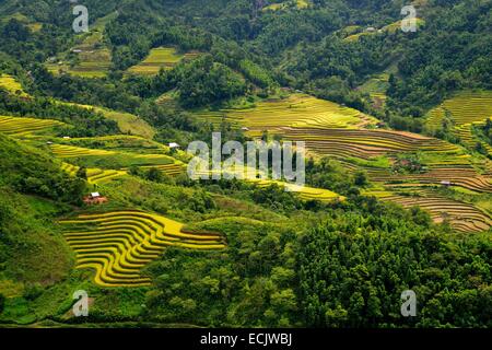 Il Vietnam, Ha Giang provincia, Ha Giang, campi di riso in terrazza Foto Stock