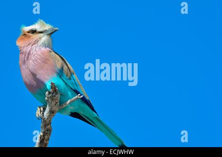 Lilla-breasted rullo (Coracias caudatus), appollaiato su un ramo, il Parco Nazionale di Etosha, Namibia, Africa Foto Stock