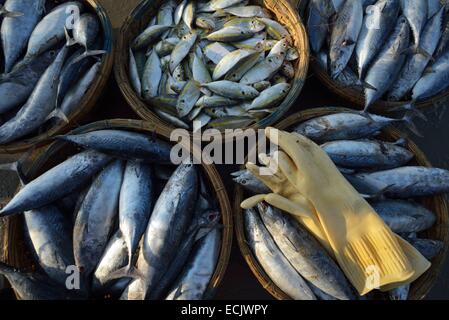 Il Vietnam, Ba provincia Rai, lunghi hai, lo scarico di barche di pescatori sulla spiaggia di lunghi Hai Foto Stock