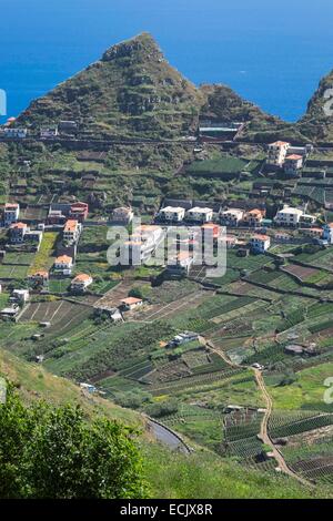 Il Portogallo, l'isola di Madeira, south coast, coltivazioni a terrazza nei dintorni di Camara de Lobos Foto Stock