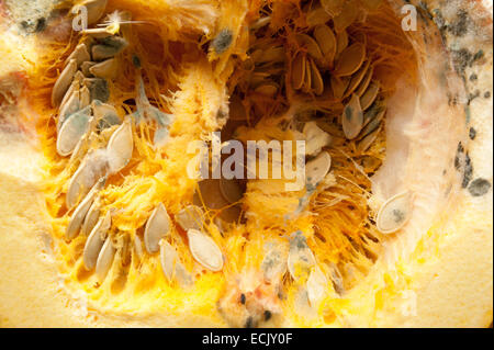 Equilibrio tra crescita e funghi decadimento della polpa di zucca polpa con il pin dello stampo e i semi germinanti con stringhe fibroso nella cavità Foto Stock