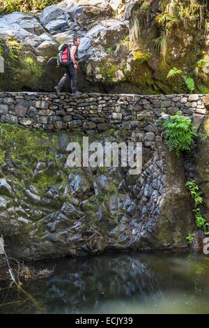 Il Portogallo, l'isola di Madeira, escursione da Portela di Ribeiro Frio lungo la Levada fare Furado, nel cuore della foresta Laurissilva, classificato come patrimonio mondiale dall' UNESCO Foto Stock