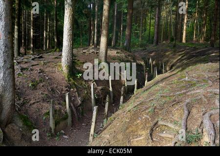 Francia, Meuse, Douaumont, battaglia di Verdun, boyau de Londres (Londra trench) sotto gli Austriaci a pino nero fornito come danni di guerra, questa arteria di comunicazione fatta nel 1917 collegato Fort Douaumont per le linee posteriori Foto Stock