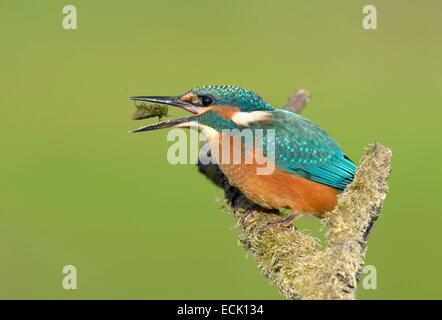 Francia, Doubs, zona naturale per Allan a Brognard, Kingfisher (Alcedo atthis), yearling deglutire la preda ha appena catturato Foto Stock