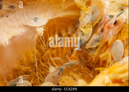 Equilibrio tra crescita e funghi decadimento della polpa di zucca polpa con il pin dello stampo e i semi germinanti con stringhe fibroso nella cavità Foto Stock