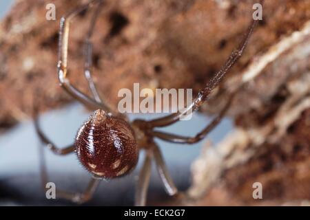 Francia, Parigi, Araneae, Theridiidae, False black widow o credenza spider (Steatoda grossa), femmina Foto Stock