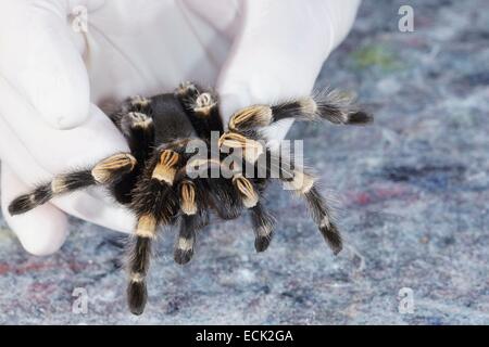 Francia, Parigi, Museo Nazionale di Storia Naturale, Mygalomorphae, Theraphosidae, la manipolazione di un messicano redknee tarantula (Brachypelma smithi) Foto Stock