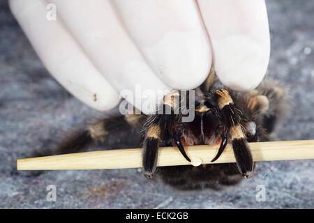 Francia, Parigi, Museo Nazionale di Storia Naturale, Mygalomorphae, Theraphosidae, prelievo di venom su un messicano redknee tarantula (Brachypelma smithi) Foto Stock